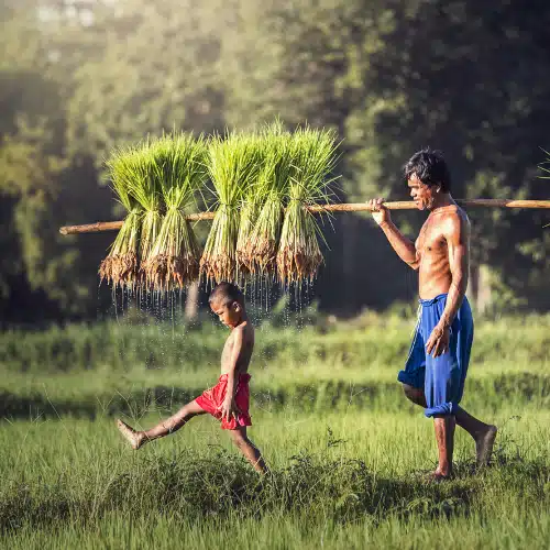 Randonnées au Nord Laos – nature et minorités