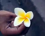 Avis Cécile B Laos