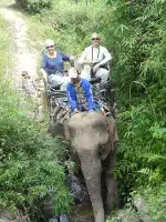 Avis groupe Singe Laos